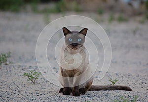 Close-up of Birman cat`s face, 5 months old
