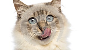 Close-up of a Birman licking