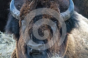Close Up Bison