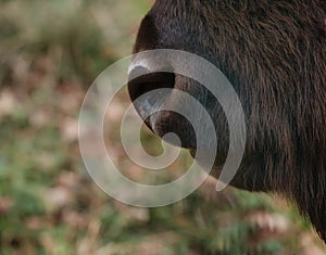 Close-up of bison& x27;s nose against backdrop of an autumn forest. In Prioksko-Terrasny Reserve.