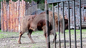 Close-up of a bison that walks in the animal park. A species of cloven-hoofed mammals of the bison genus of the bovine