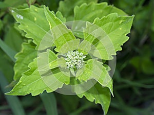 Close up Bitter bush or Siam weed leaf