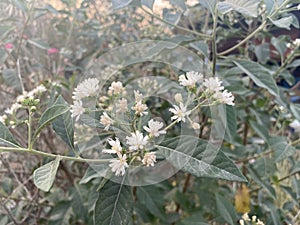 Bitterleaf tree flower in nature garden photo