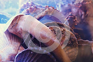 Close-up of bivalves-mussels, scallops and oysters in seawater