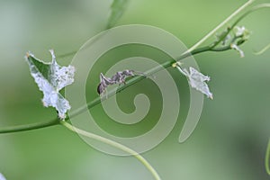 Close-up of a black ant walking on a gourd tree in a tropical forest.