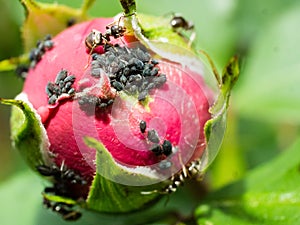 Close up of black aphids on rose bud