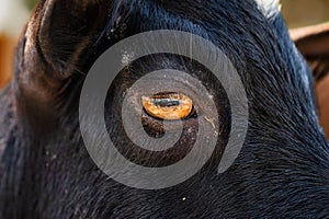 Close up of black baby goat yellow eye.