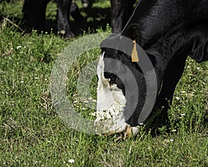 Close up of black baldy grazing