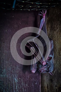 Close-up of a black bat