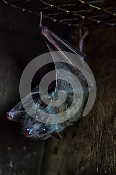 Close-up of a black bat