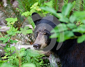 Close up of a black bear hiding in the forest in British Columbia Canada