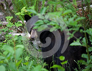 Close up of a black bear hiding in the forest in British Columbia Canada