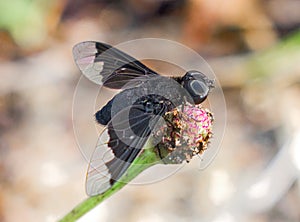 Close up of black bee fly - Anthrax Georgicus - on frog fruit. bee mimic of the genus Bombylius, clear translucent hind wings