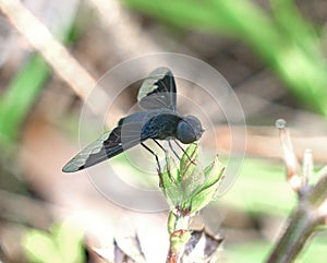 Close up of black bee fly - Anthrax Georgicus - on frog fruit. bee mimic of the genus Bombylius, clear translucent hind wings