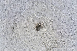 Close up of a black beetle on a white surface.