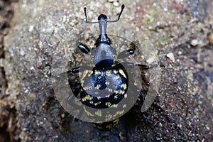 Close up of black beetle with yellow spots