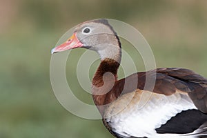 Close up of a Black-bellied Whistling Duck