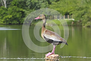 Close-up of a Black-bellied whistling duck perched on a timber pole, a lake in background, Doradal, Colombia