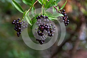 Close up black berries on brunches of a bush of wild privet
