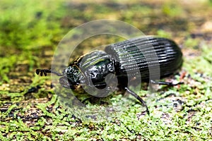 Close up black bess beetle outdoors