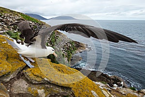 Close-up of a Black-browed Albatross with spreaded wings