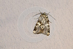 Noctuidae moth photo