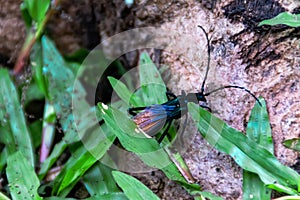 Close-up of black bug with red wings sit between the green grass and the root wood of the tree