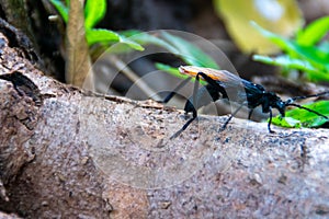 Close-up of black bug with red wings sit on the root wood of the tree with green grass background