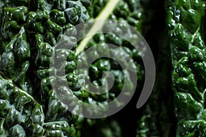Close up on black cabbage leaves