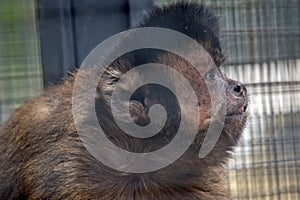 This is a close up of a black capped capuchin