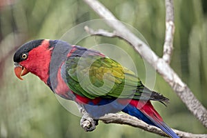 Black capped lory