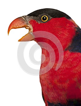 Close up of Black-capped Lory, Lorius lory, also known as Western Black-capped Lory or the Tricolored Lory