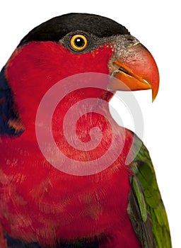 Close up of Black-capped Lory, Lorius lory, also known as Western Black-capped Lory or the Tricolored Lory