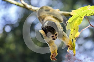 Close Up Of A Black-Capped Squirrel Monkey In A Tree