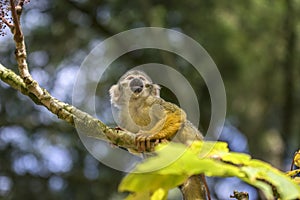 Close Up Of A Black-Capped Squirrel Monkey In A Tree