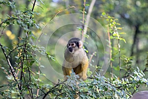 Close Up Of A Black-Capped Squirrel Monkey In A Tree