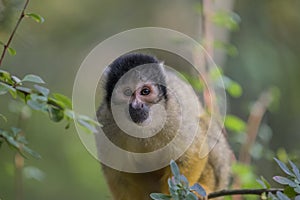 Close Up Of A Black-Capped Squirrel Monkey In A Tree