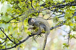 Close Up Of A Black-Capped Squirrel Monkey