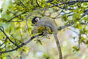 Close Up Of A Black-Capped Squirrel Monkey