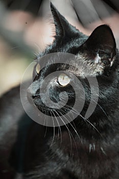 Close up of Black Cat