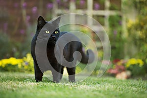 Close up of a black cat on the grass