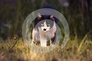 Close up of a black cat is on the grass in the garden