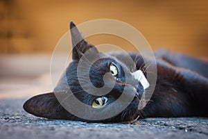 Close up of black cat lay down on the street and looking at camera