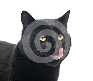 Close-up of a Black Cat licking
