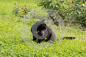 Close-up of a black cat licking its lips after eating on the green grass on a sunny summer day