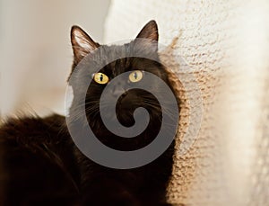 Close up of a black cat looking at camera