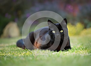 Close up of a black cat lying on the grass