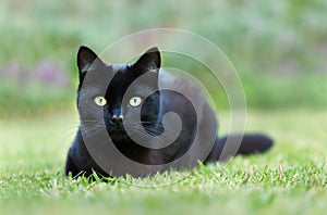 Close up of a black cat lying on grass in the garden