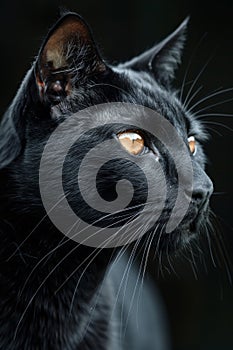 A close up of a black cat with orange eyes staring into the distance, AI