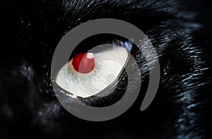 Close up of black cat with red eYES